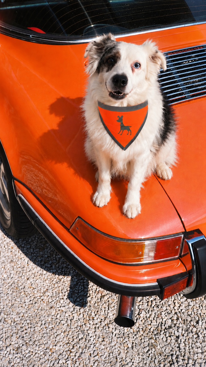A white dog in an orange bandana sitting on a vintage orange car