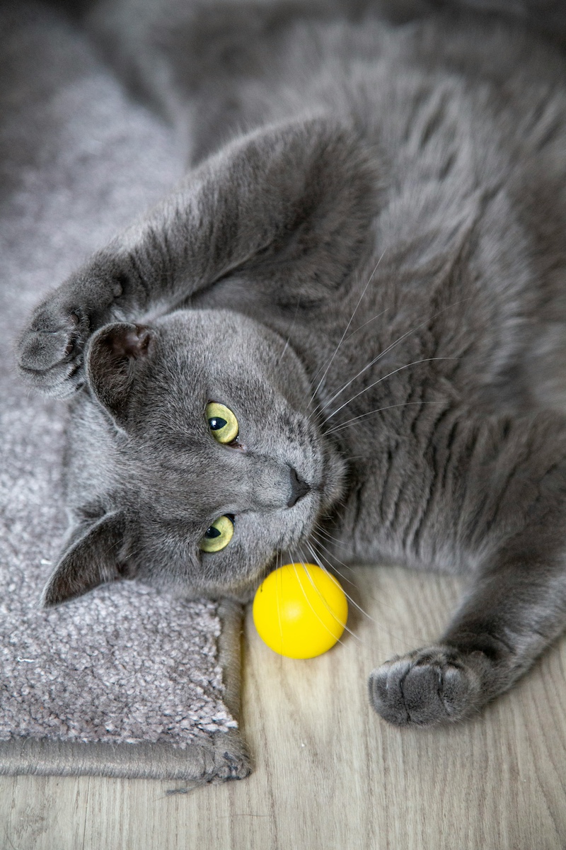 A grey cat with a yellow ball