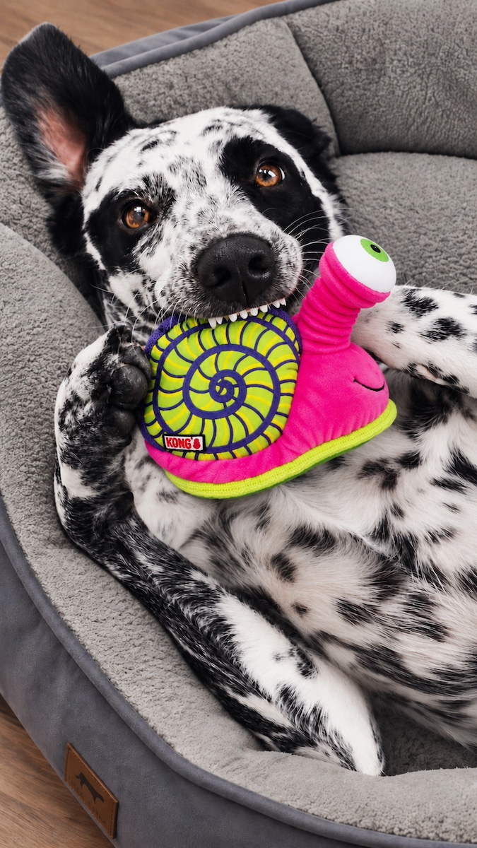 A spotted dog cuddling a colorful toy