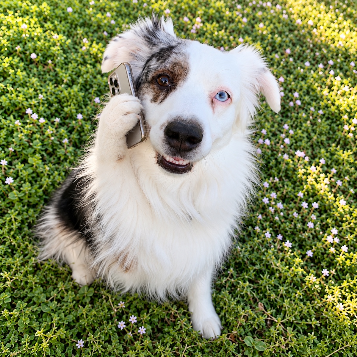 An australian shepherd with one blue eye and one brown eye holding a phone to its ear
