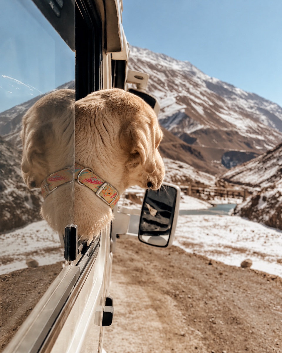 A dog taking in mountain views