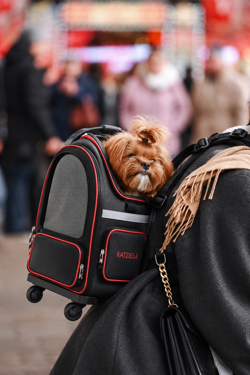 A small dog travelling in a carrier
