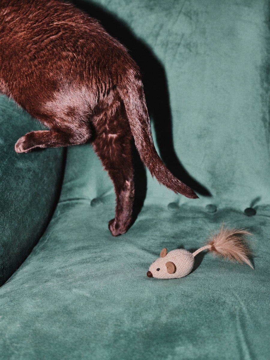 A cat making a getaway from its toy